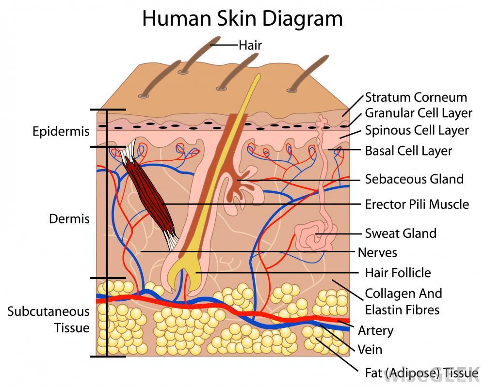 epidermis2